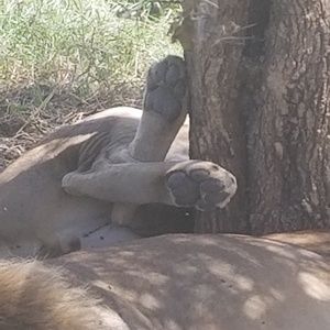 Meet your Posher, Debbie